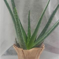 Aloe Vera Plant