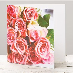 Pink Rose Greetings Card