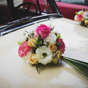 fwthumbbonnet-1846254_960_720.jpg