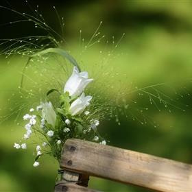 fwthumbflowers-1193840_960_720.jpg