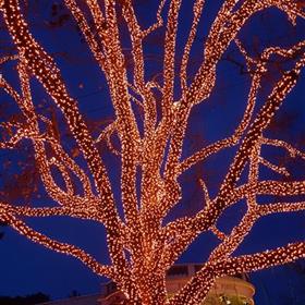 fwthumbcharliecross2-tree-1173862.jpg