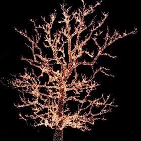 fwthumbjillwellington-christmas-tree-554723_1920.jpg